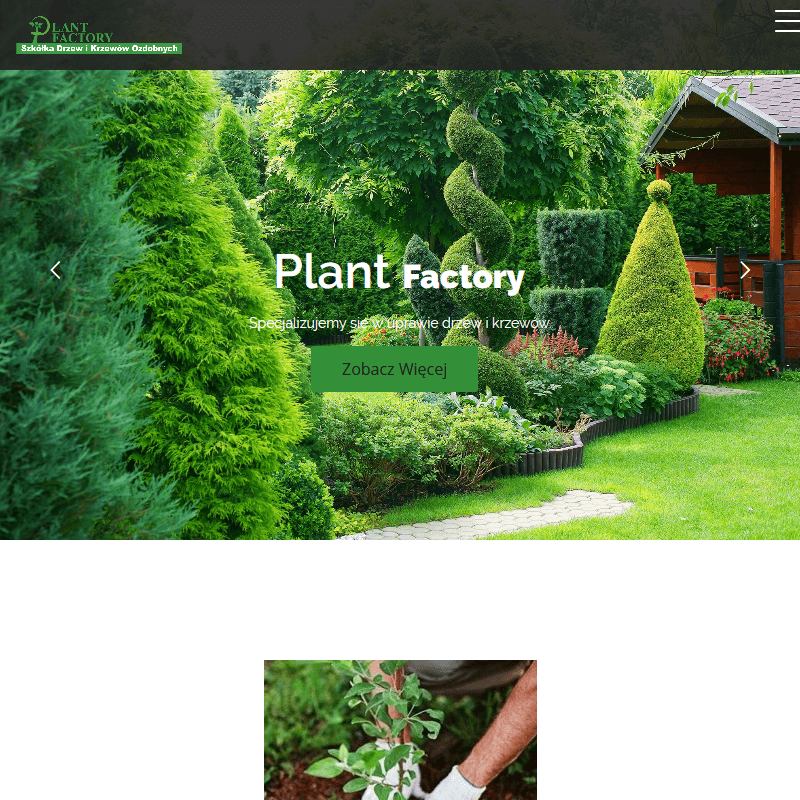 Klon palmowy sadzonki ogrodowe